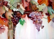 Image of Sonoma Bounty
