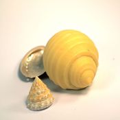 Bild Muschel Zitrone
