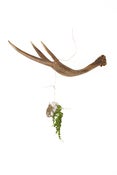 Image of Hanger Holder Medium