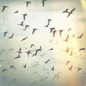 Image of Birds
