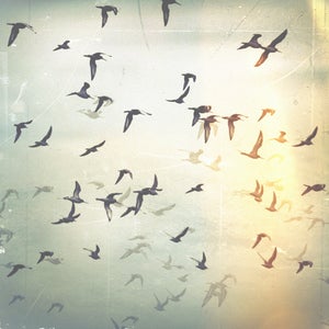 Image of Birds