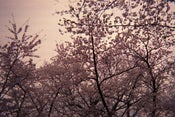 Image of photographic print, cherry blossoms, 6x8"