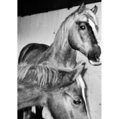 Image of VALERIE PHILLIPS HORSE SCREEN PRINT