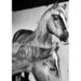 Image of VALERIE PHILLIPS HORSE SCREEN PRINT