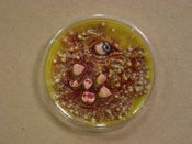 Image of "Petri Pets"--SOLD OUT