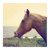 Image of Hawaiian Horse Print