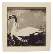 Image of 'Swan' Print