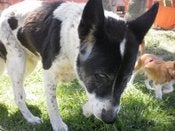 Image of HELP US HELP MISS DAISY AND FREINDS