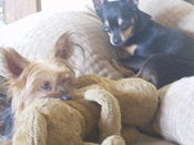 Image of SHADY PAWS THEIR LAST CHANCE