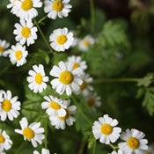 Image of Daises A4 Poster