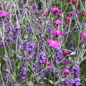 Image of Summertime flowers A4 Poster Print