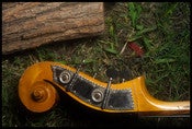 Image of bass