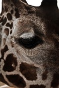 Image of Giraffe 11x14