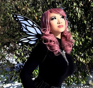 Image of Butterfly Wings