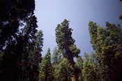 Image of Redwoods