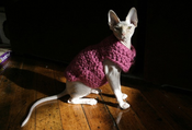 Image of The Beretta Cat Sweater