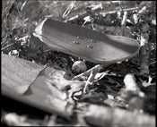 Image of Skateboard