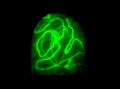 Image of GlowMe Beanie 