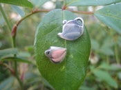 Image of teatime earrings