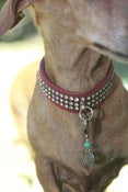 Image of Energy Paws-Health