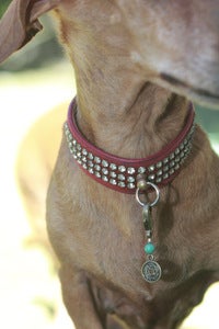 Image of Energy Paws-Health