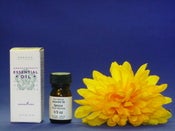 Image of Essential Oil - Spruce (1/3 oz)