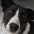 Image of 2010 Sponsor a Dog