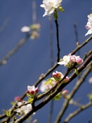Image of Apple Blossom