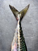 Image of Fish Tail 01