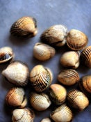 Image of Cockles