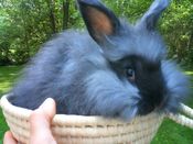 Image of English Angora Bunnies make great pets!