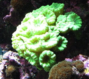 Image of Caulastrea furcata "neongrün"