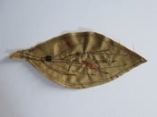 Image of Golden Autum Leaf