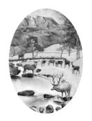 Image of Stags and Hinds