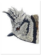Image of Crested Tit 