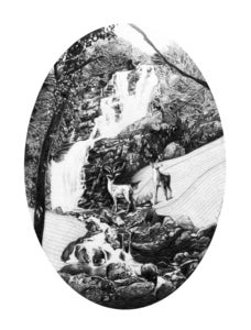 Image of  Stag