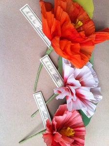 Image of Hibiscus 