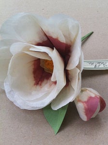 Image of Camelia 