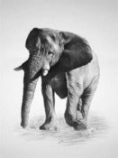 Image of Elephant - Print