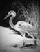Image of Blue Heron, Black Water