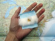 Image of argentina