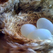 Image of Grass Nest with Eggs