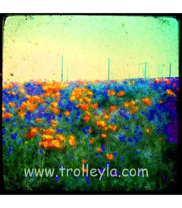 Image of ♥CALIFORNIA POPPIES♥