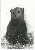 Image of Half polar bear half grizzly bear!!!