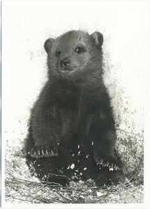 Image of Half polar bear half grizzly bear!!!