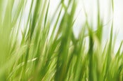 Image of Rice Grass