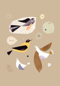 Image of Birds