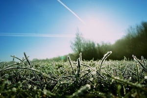 Geleé Grass canvas print