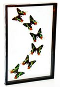 Image of MADAGASCAN SUNSET MOTHS