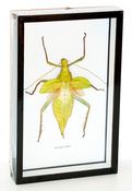 Image of MALAYSIAN GIANT JUNGLE NYMPH